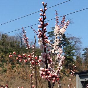 桜丘のシンボル^ ^
